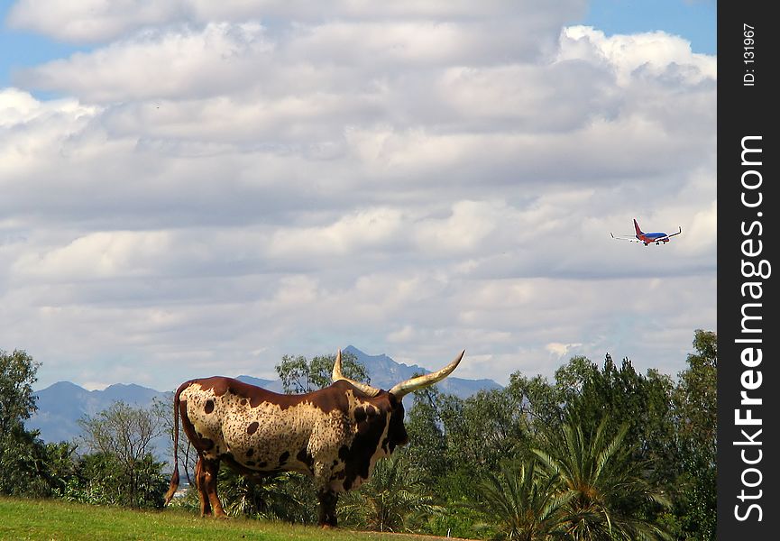 A longhorn watching an airplane in flight. A longhorn watching an airplane in flight