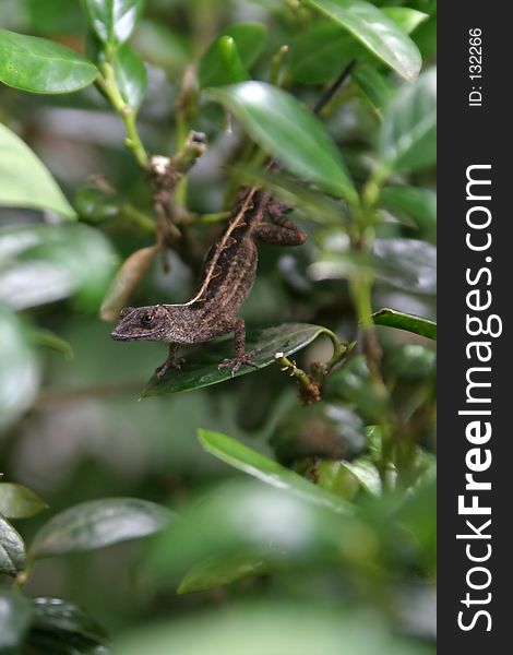 Lizard On Leaves 1