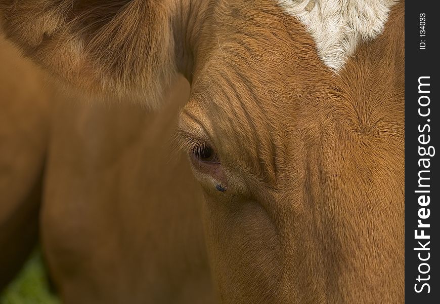 Cows Head Close Up