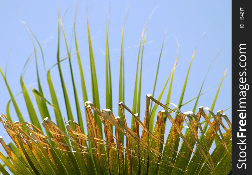 Palm leaf design. Palm leaf design.