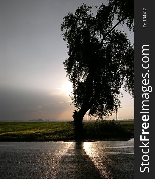 Silhouette Of A Tree. Silhouette Of A Tree.