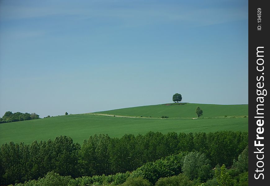 Lonely tree on the hill