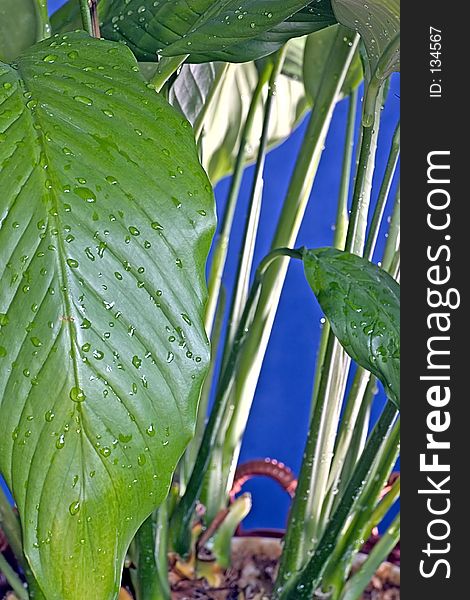 Wet plant on blue with big leafs