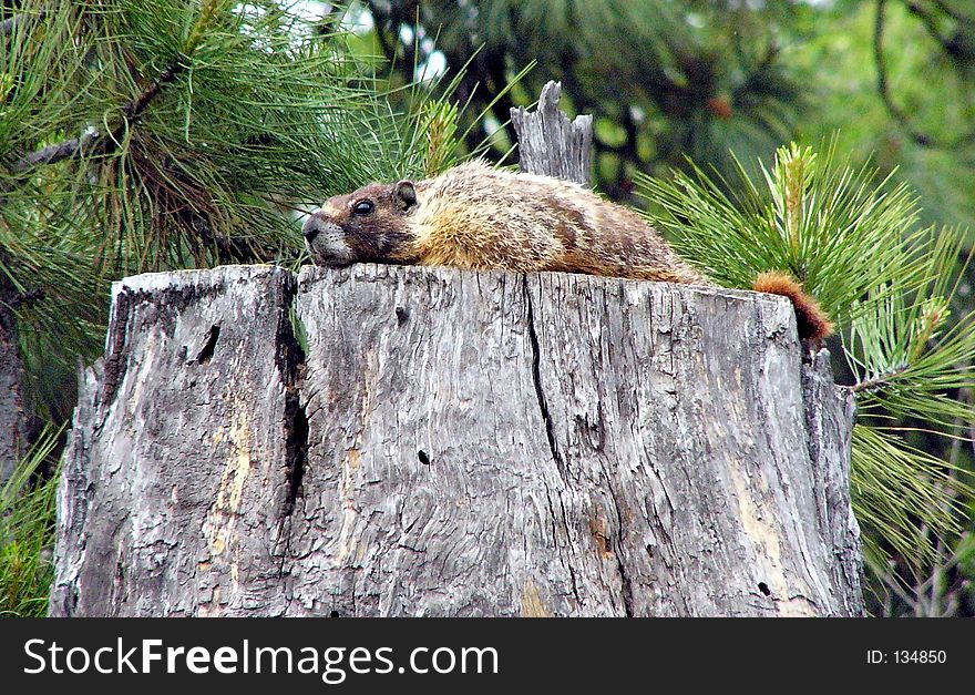 A prarie dog sits on a tree stump