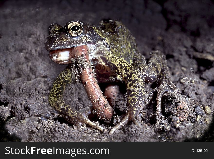 Common frog eating a garden earth wom. Common frog eating a garden earth wom