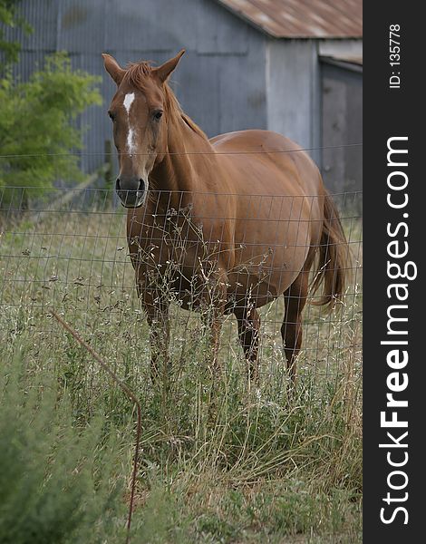 A chestnut broodmare stands behind a fence looking very pregnant.