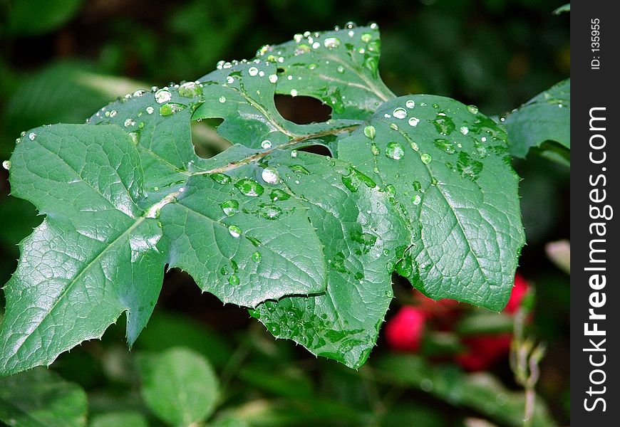 A leaf with rain drops. A leaf with rain drops