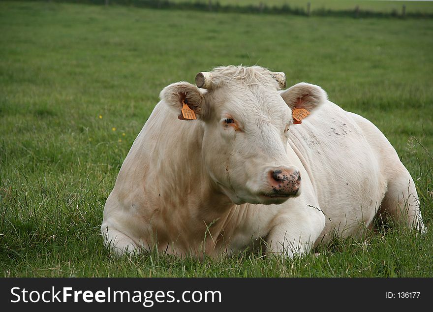 A resting cow in a pasture