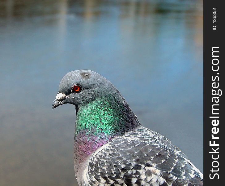 A pigeon profile resting on a pole