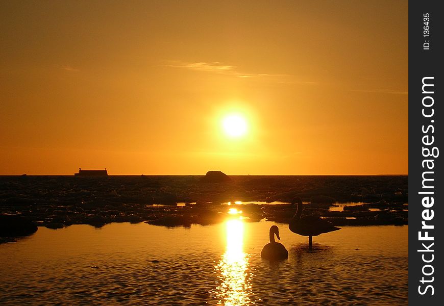 Lonely swans gliding on a smooth seawater bathed in a warm light of a setting sun