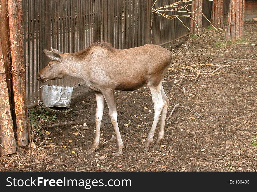 Young elk in the Novosibirsk Zoo