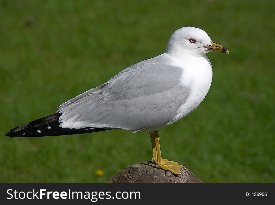 Seagull pearched on a post