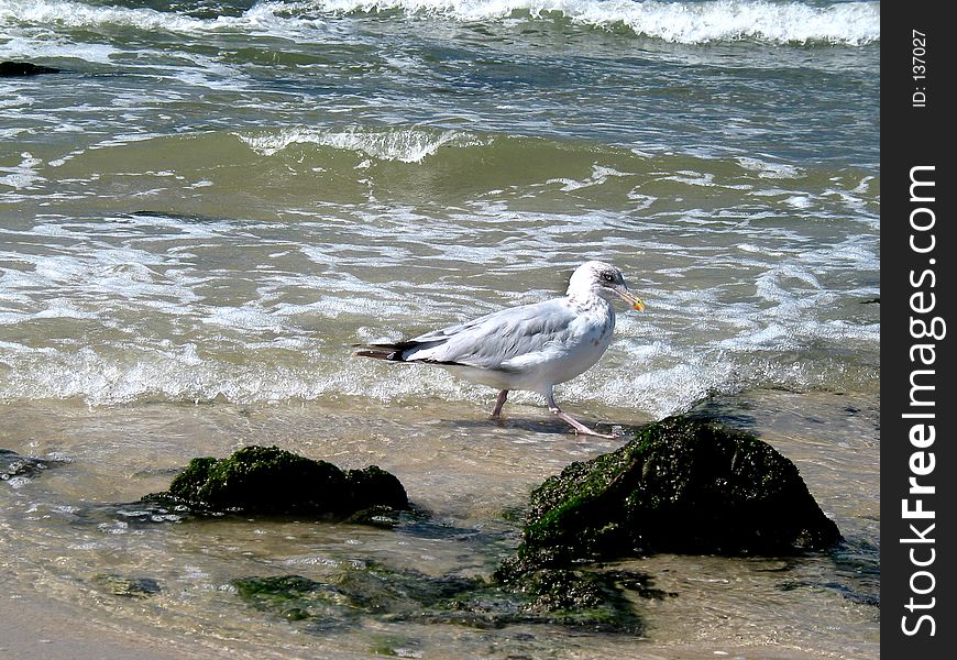 Seagull walking on the beach. Seagull walking on the beach