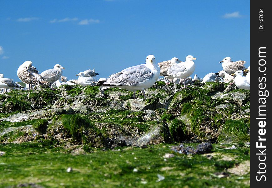 Group of seagulls