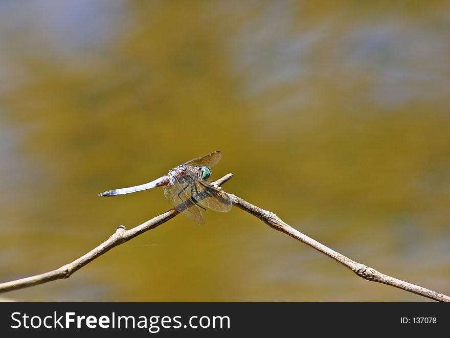 Close up of a dragon fly sitting on branch