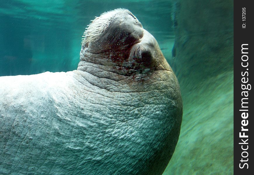 Close-up Walrus