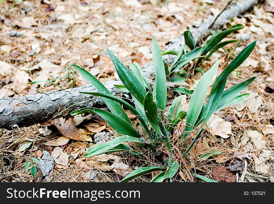 A plant in a forest