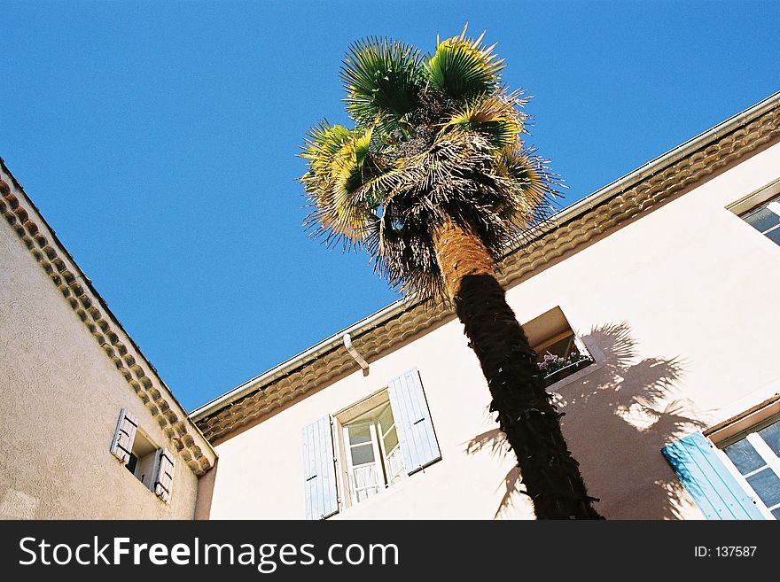 Palm tree on a blue sky