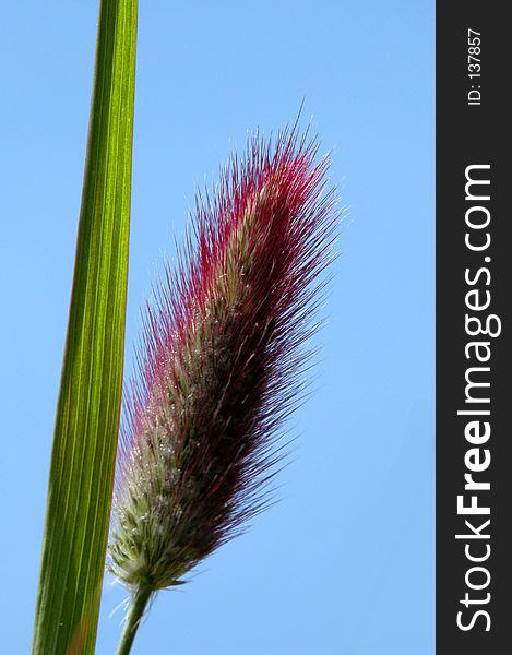 A close up of wild grass and seed pod set against a blue sky. A close up of wild grass and seed pod set against a blue sky