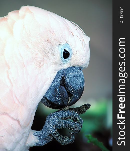 A cockatoo eating