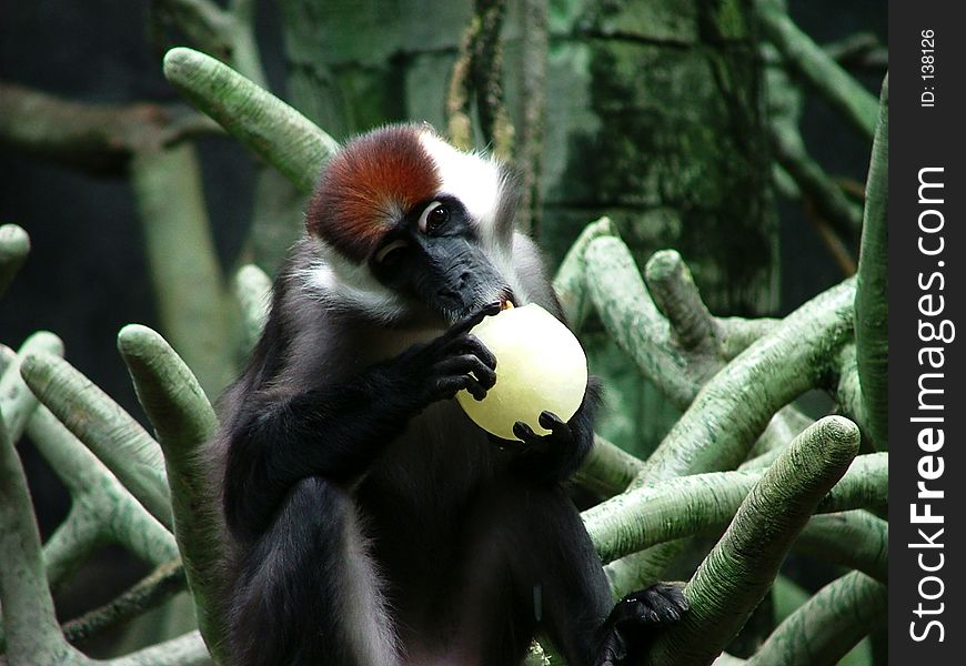 Chimp biting