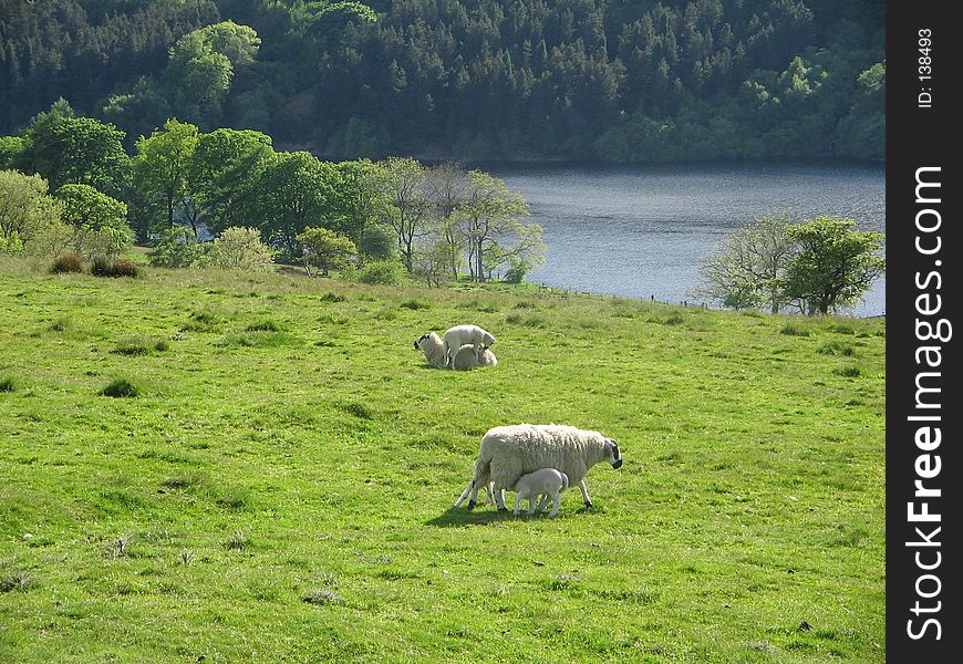 Sheep playing and feeding in Derbyshire. Sheep playing and feeding in Derbyshire