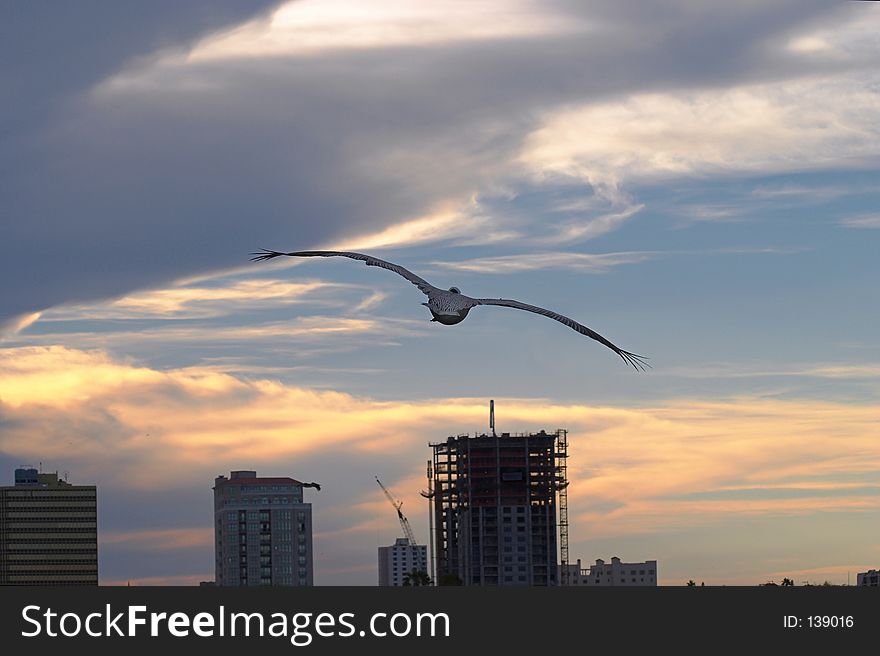 A pelican flying into the sunset with a city skyline beneath. A pelican flying into the sunset with a city skyline beneath.