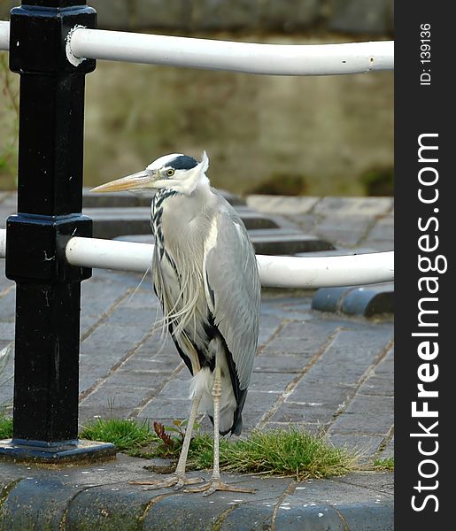 Common grey heron standing in a light breeze