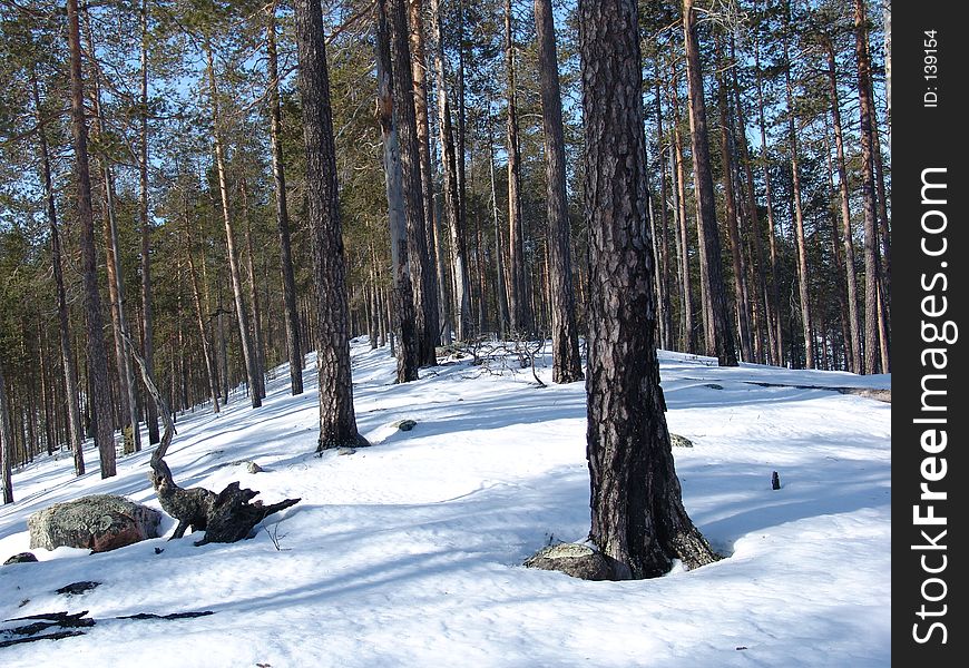 Karelian forest