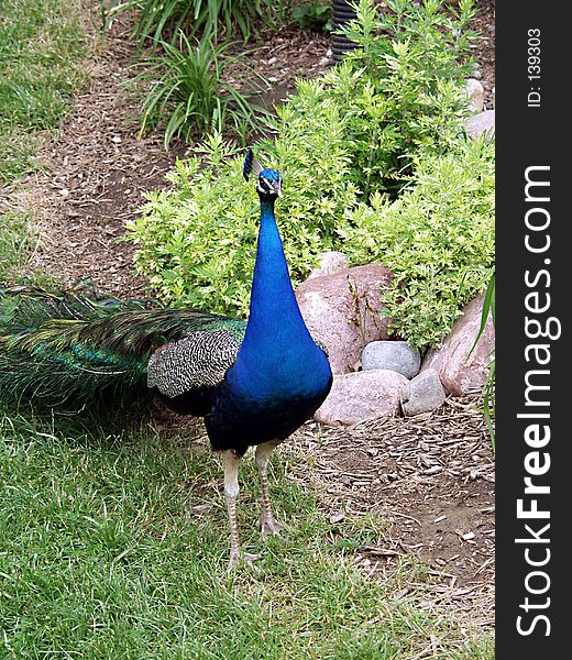 Male Peacock Strutting. Male Peacock Strutting