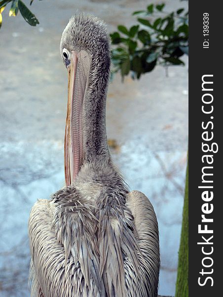 Pelican (Pink-Backed)