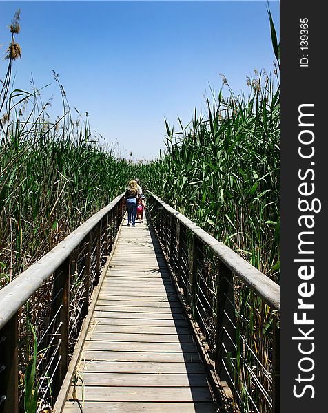 Walking on a wooden bridge in a natural reservation. Walking on a wooden bridge in a natural reservation