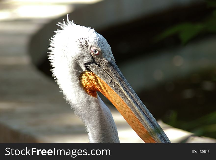 Portrait of the head and neck area of a pelican. Portrait of the head and neck area of a pelican.