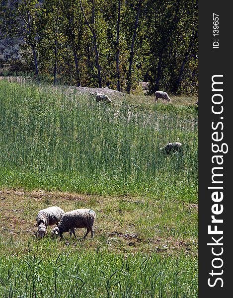 Sheeps eating grass