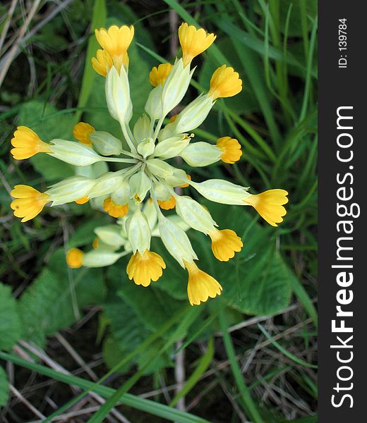 Detail of primrose in bloom. Detail of primrose in bloom