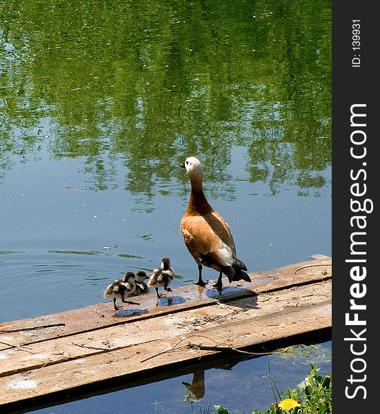 Ruddy shelduck with ducklings