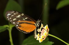 Longwing Butterfly Royalty Free Stock Image Longwing Butterfly Royalty Free Stock Image