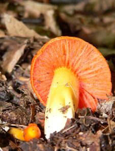 Autumn Mushrooms Royalty Free Stock Images Autumn Mushrooms Royalty Free Stock Images