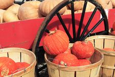 Pumpkins And Squash Royalty Free Stock Photos Pumpkins And Squash Royalty Free Stock Photos