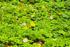 Leaves On A Grass Stock Photo Leaves On A Grass Stock Photo