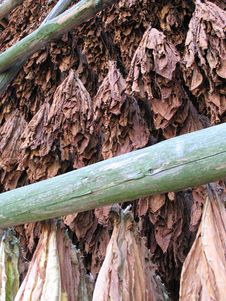 Tobacco S Leaves Royalty Free Stock Photos Tobacco S Leaves Royalty Free Stock Photos