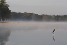 Bird On Water Stock Images Bird On Water Stock Images