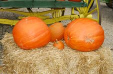 Pumpkins Royalty Free Stock Image Pumpkins Royalty Free Stock Image