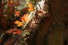 Foliage Royalty Free Stock Photos Foliage Royalty Free Stock Photos