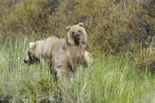 Brown Bear And Bear Cub Royalty Free Stock Photography Brown Bear And Bear Cub Royalty Free Stock Photography