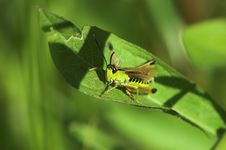 Grasshopper On Leaf Stock Photos