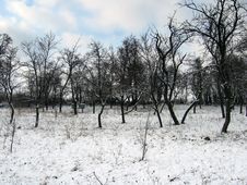 Orchard In Winter Stock Photography Orchard In Winter Stock Photography
