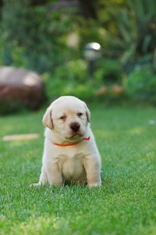 Labrador Retriever Puppy Royalty Free Stock Image