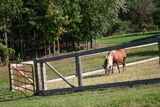 Horse Grazing Royalty Free Stock Photos Horse Grazing Royalty Free Stock Photos