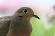 Close-up Of Turtle Dove Stock Photography